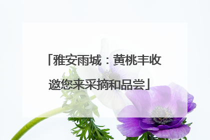 雅安雨城：黄桃丰收 邀您来采摘和品尝