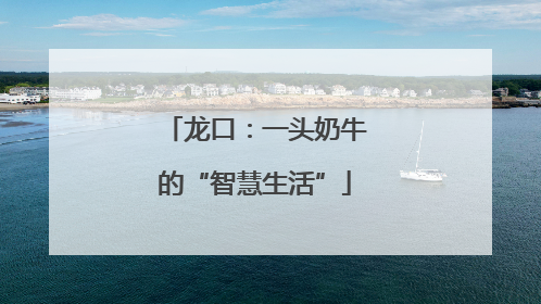 龙口：一头奶牛的“智慧生活”